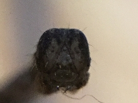 f:id:gyuuhomura:20191128133101j:plain f:id:gyuuhomura:20191128133101j:plain