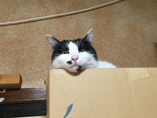 f:id:gyuuhomura:20191204002322j:plain f:id:gyuuhomura:20191204002322j:plain