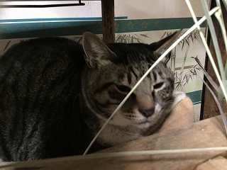 f:id:gyuuhomura:20191229005115j:plain f:id:gyuuhomura:20191229005115j:plain