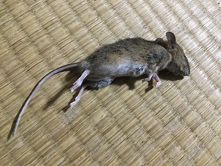 f:id:gyuuhomura:20200301012250j:plain f:id:gyuuhomura:20200301012250j:plain