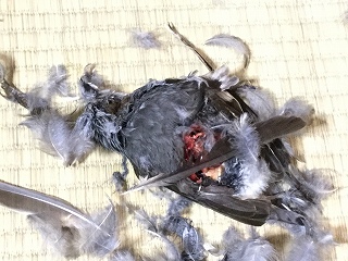 f:id:gyuuhomura:20200301012324j:plain f:id:gyuuhomura:20200301012324j:plain