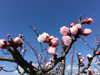 f:id:gyuuhomura:20200313152938j:plain f:id:gyuuhomura:20200313152938j:plain
