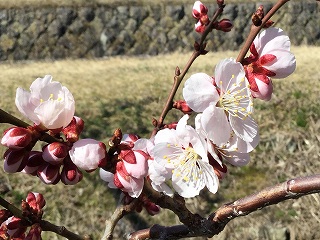f:id:gyuuhomura:20200313152953j:plain f:id:gyuuhomura:20200313152953j:plain