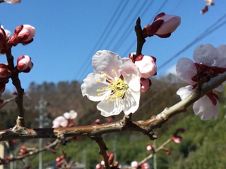 f:id:gyuuhomura:20200313152956j:plain f:id:gyuuhomura:20200313152956j:plain
