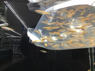 f:id:gyuuhomura:20200329112057j:plain