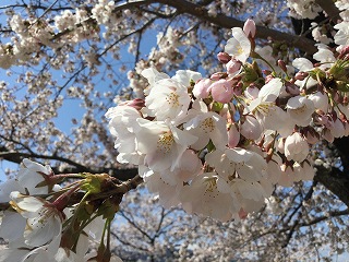 f:id:gyuuhomura:20200409230018j:plain f:id:gyuuhomura:20200409230018j:plain