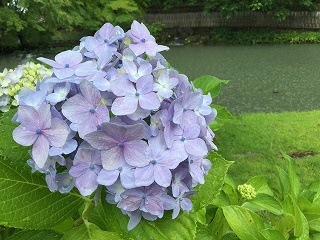 f:id:gyuuhomura:20200704125202j:plain f:id:gyuuhomura:20200704125202j:plain