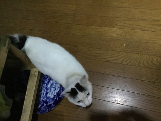 f:id:gyuuhomura:20200704220157j:plain f:id:gyuuhomura:20200704220157j:plain