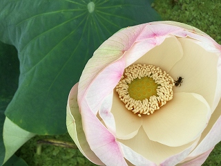 f:id:gyuuhomura:20200808102607j:plain f:id:gyuuhomura:20200808102607j:plain