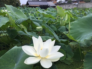 f:id:gyuuhomura:20200808102611j:plain f:id:gyuuhomura:20200808102611j:plain