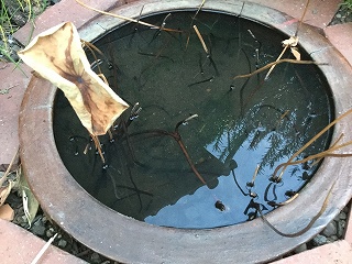 f:id:gyuuhomura:20201107013421j:plain