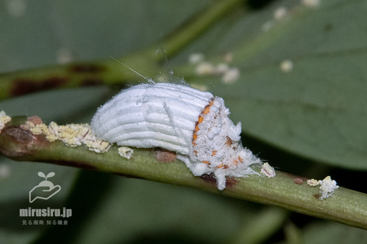 f:id:gyuuhomura:20201124101052p:plain