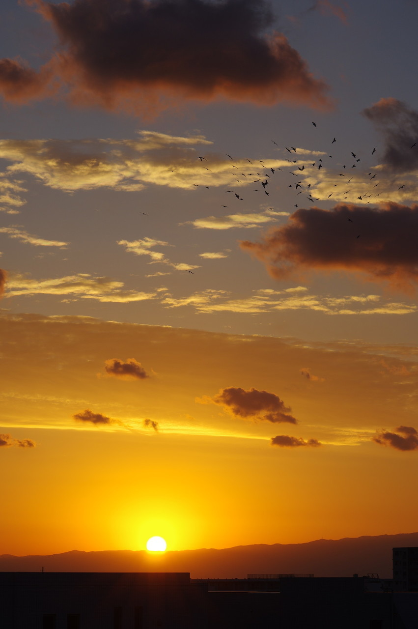 鳥の群れと夕陽