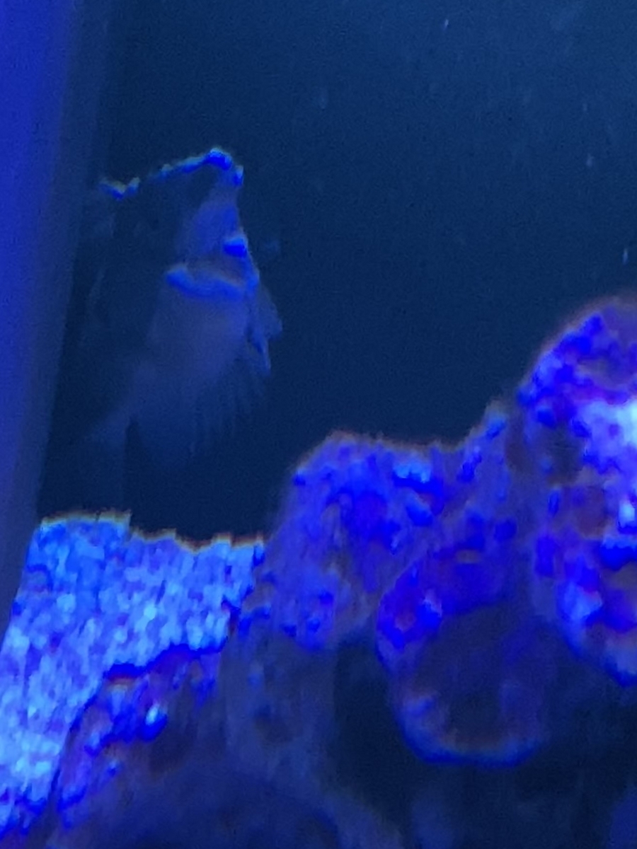 日記 ぽってりマリンアクア日誌