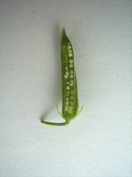 f:id:gzutetsu:20060604090225j:image