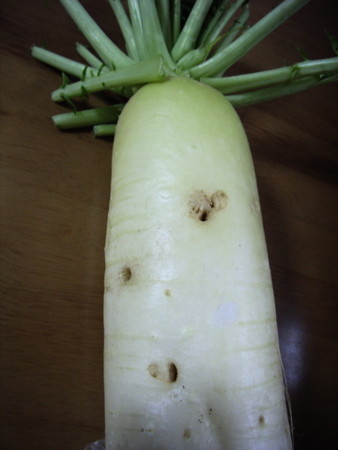 f:id:gzutetsu:20061228181624j:image