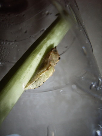 f:id:gzutetsu:20061228181943j:image
