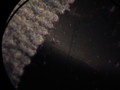 20070120175856