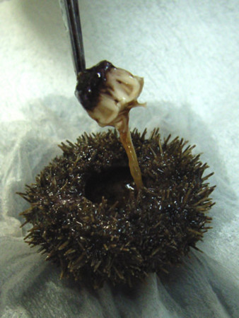 f:id:gzutetsu:20070218164100j:image