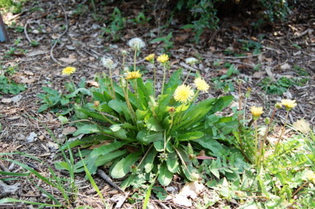 f:id:gzutetsu:20070503132446j:image