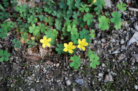 f:id:gzutetsu:20070503134505j:image