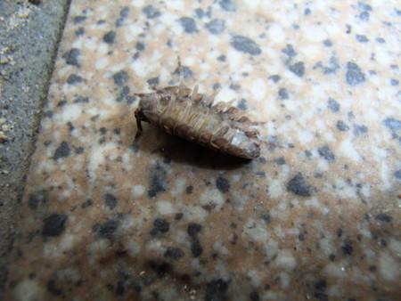 f:id:gzutetsu:20070513093420j:image f:id:gzutetsu:20070513093420j:image
