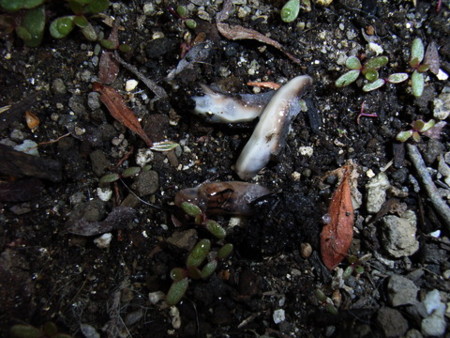 f:id:gzutetsu:20070513093600j:image f:id:gzutetsu:20070513093600j:image