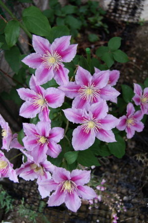 f:id:gzutetsu:20070513093905j:image f:id:gzutetsu:20070513093905j:image