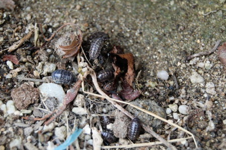 f:id:gzutetsu:20070513094155j:image f:id:gzutetsu:20070513094155j:image