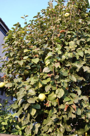 f:id:gzutetsu:20081004164940j:image
