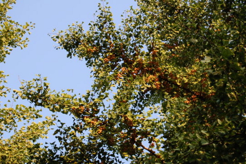 f:id:gzutetsu:20081004171020j:image