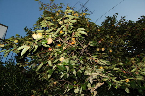 f:id:gzutetsu:20081004174746j:image