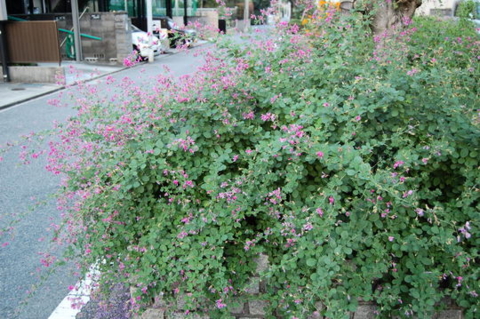 f:id:gzutetsu:20081004175209j:image