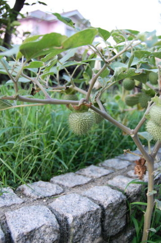 f:id:gzutetsu:20081004180231j:image