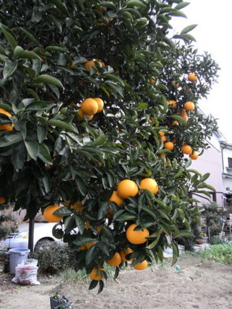 f:id:gzutetsu:20090101161615j:image