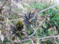 20090102170554