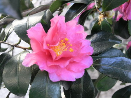 f:id:gzutetsu:20090104142928j:image