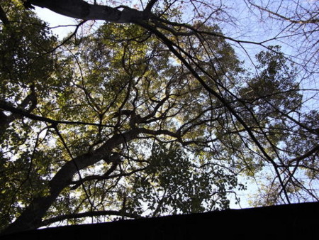 f:id:gzutetsu:20090104143220j:image