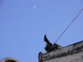 20090104145655