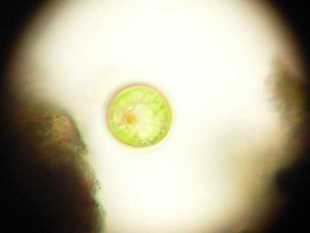 f:id:gzutetsu:20090111191241j:image