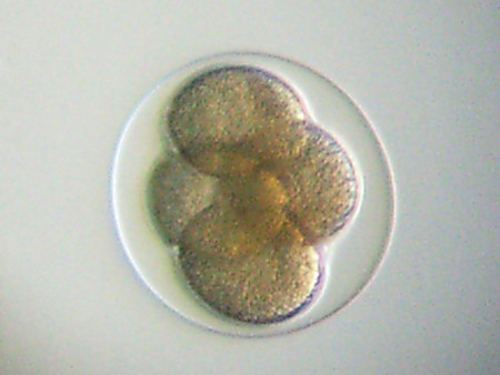 f:id:gzutetsu:20090111212856j:image