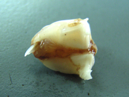 f:id:gzutetsu:20090111212857j:image