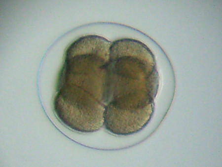 f:id:gzutetsu:20090111212901j:image