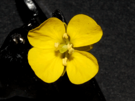 f:id:gzutetsu:20090111212913p:image
