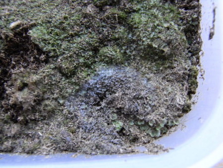 f:id:gzutetsu:20090201145801j:image
