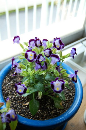 f:id:gzutetsu:20090201212946j:image