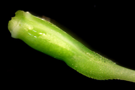 f:id:gzutetsu:20090201212954j:image