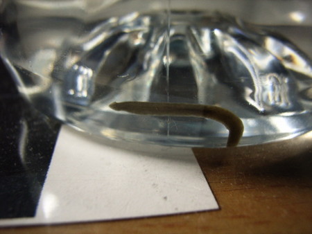 f:id:gzutetsu:20090216001722j:image