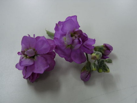 f:id:gzutetsu:20090222004614j:image