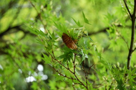 f:id:gzutetsu:20090222010052j:image f:id:gzutetsu:20090222010052j:image